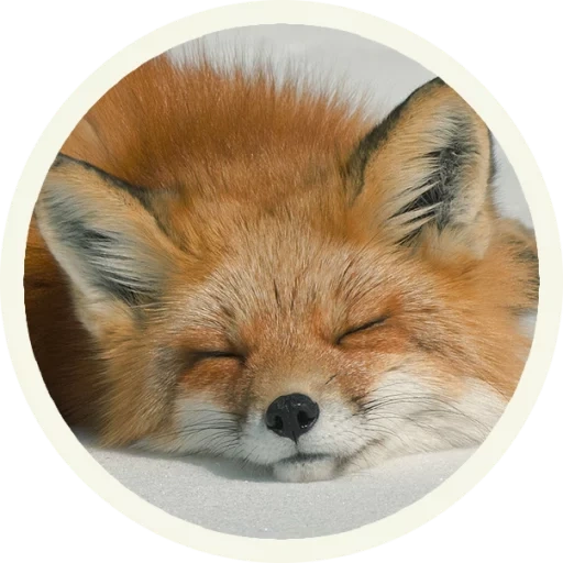 fox, fox fox, round fox, roxanne oscar wilde