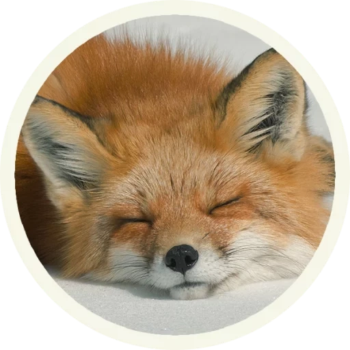 fox, renard renard, renard rond, roxanne wilde