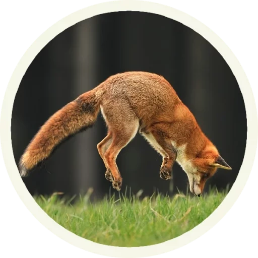 fox, fox, fox fox, the fox jumps