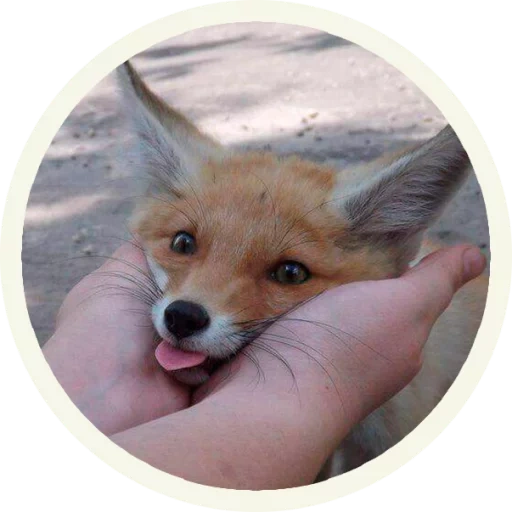 the fox, the fox, der fuchs der fuchs, der süße fuchs, home fox