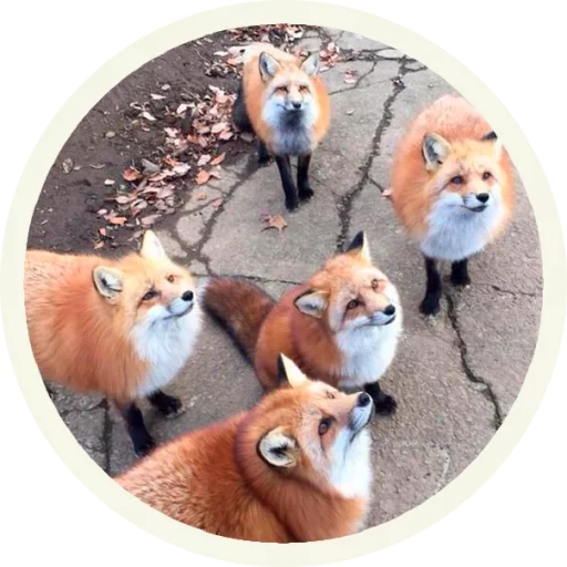 volpe, fox fox, dolce volpe, meme volpi, fox affamata