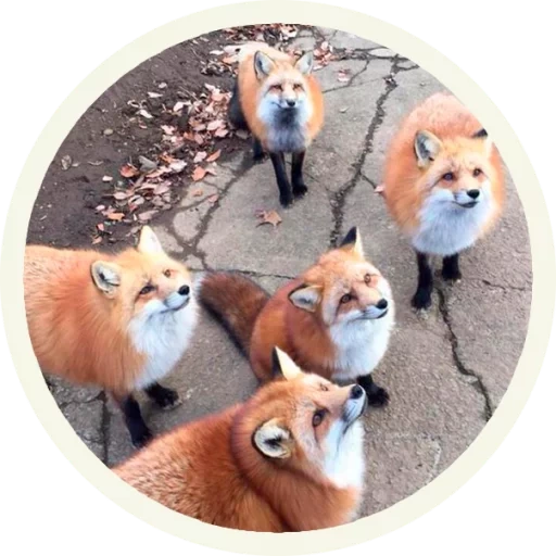 the fox, der fuchs der fuchs, der süße fuchs, der fuchs memes, der hungrige fuchs