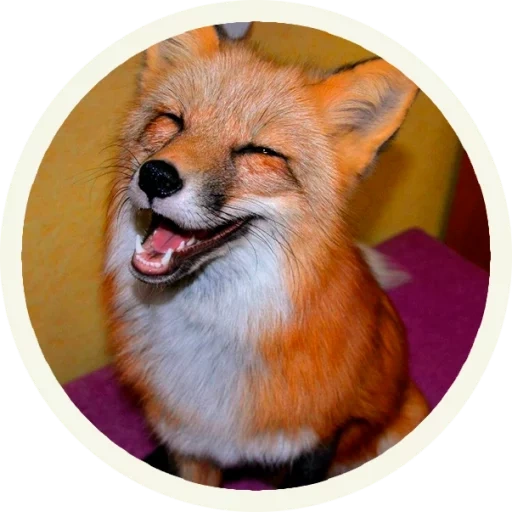 volpe, fox fox, la volpe è astuzia, una volpe frenetica, volpe sorridente