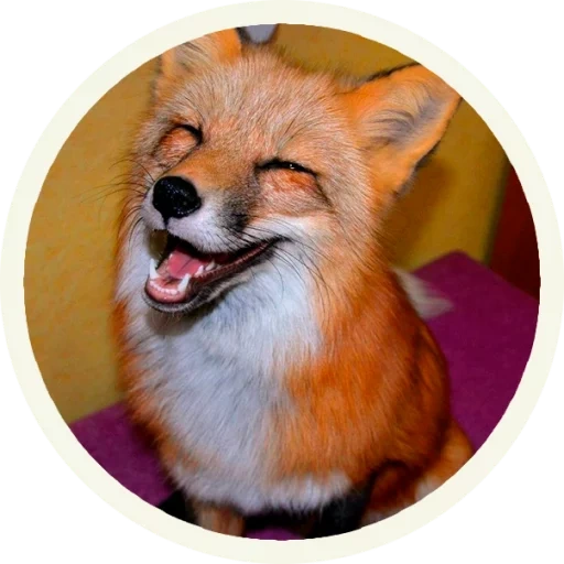 rubah, rubah rubah, rubah licik, rubah rabies, smiling fox