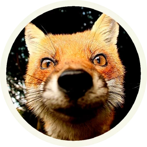 fox, motivo, raposa de membrana, raposa do nariz da raposa