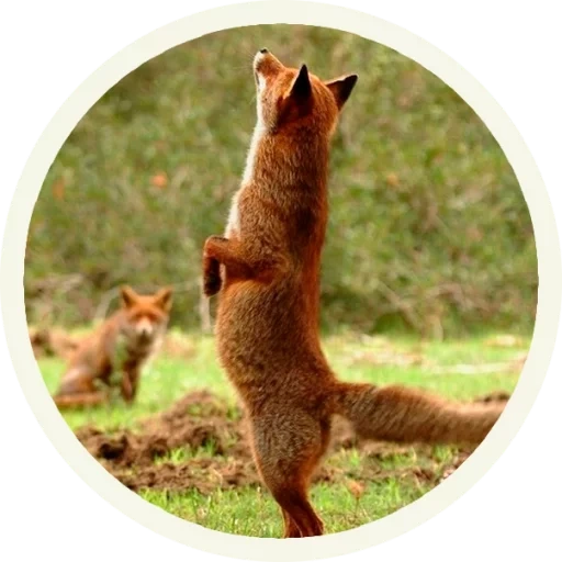 fox, fox fox, red fox, a cheerful animal, fox's hind legs