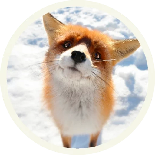 fox, fox, fox fox, red fox, wallpaper cell phone fox