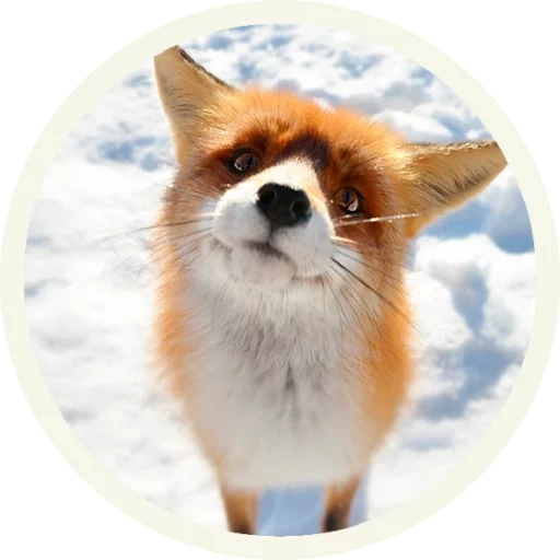 the fox, the fox, der fuchs der fuchs, red fox, wallpaper handy fuchs