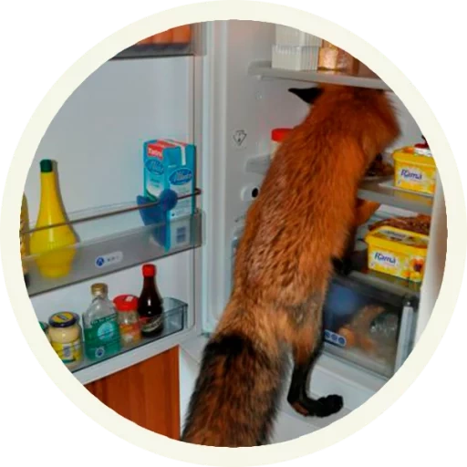 лиса, лиса доме, лиса лиса, домашняя лиса, кот холодильнике