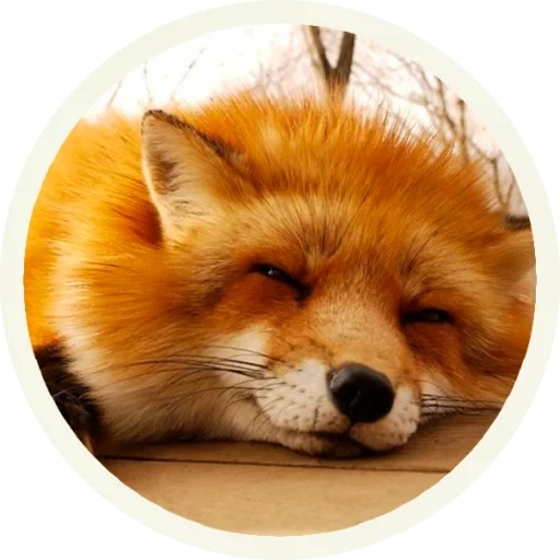 fox, lovely fox, lovely fox, round fox