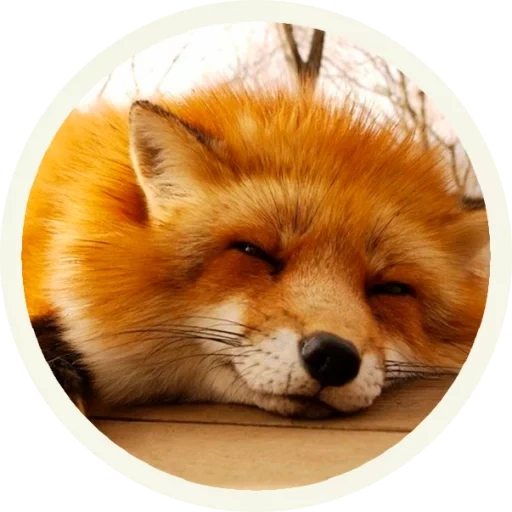 fox, raposa fofa, raposa fofa, raposa redonda