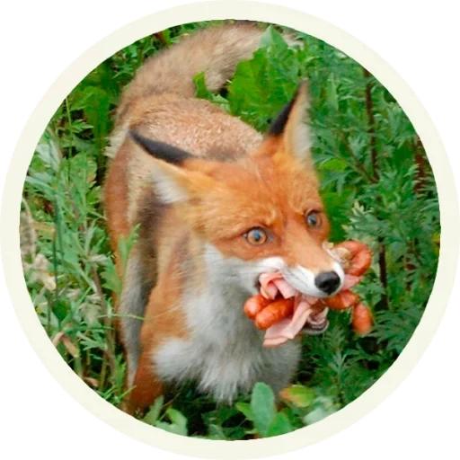 fox, fox, renard renard, fun fox, fun fox