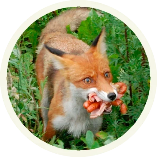 rubah, rubah, rubah rubah, funny fox, funny fox