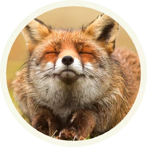 fox, fairfer, fox fyr fyr