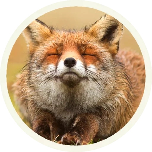 the fox, the fairfell, der fuchs fyr fyr