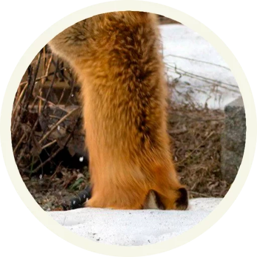 cat, fox, fox, fox tail, the back of a fox