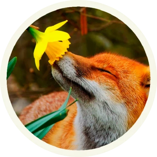 zorro, equipo, el zorro huele una flor
