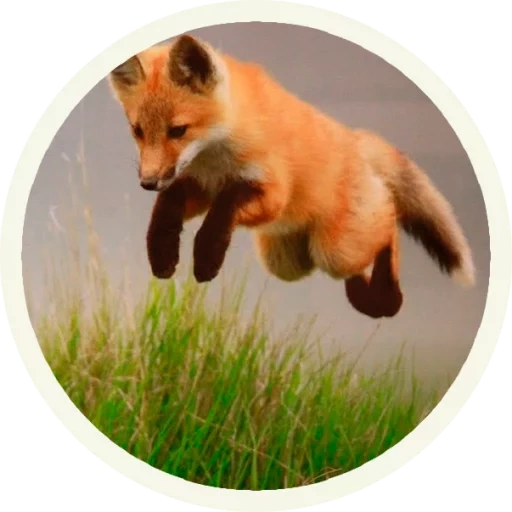 the fox, red fox, the fox, der springende fuchs
