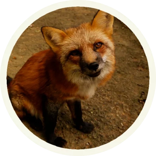 volpe, fox fox, animale della volpe, fox fox
