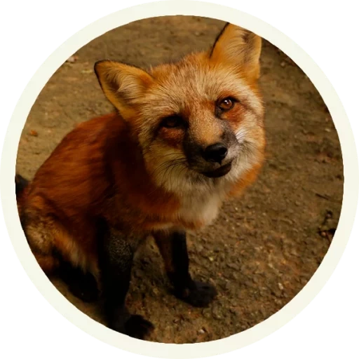 fox, renard renard, animaux de renard, renard domestique