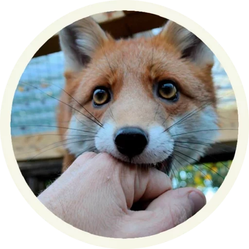 fox, fox fox, lovely fox, the fox stole it, home fox