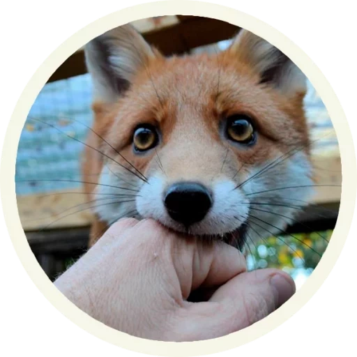 the fox, der fuchs der fuchs, der süße fuchs, der fuchs hat es gestohlen, home fox