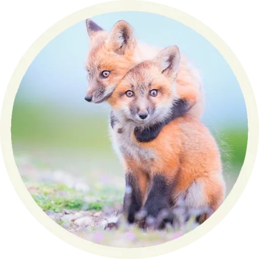 the fox, the fox, der fuchs der fuchs, der süße fuchs, lisyonok natalia sizonenko