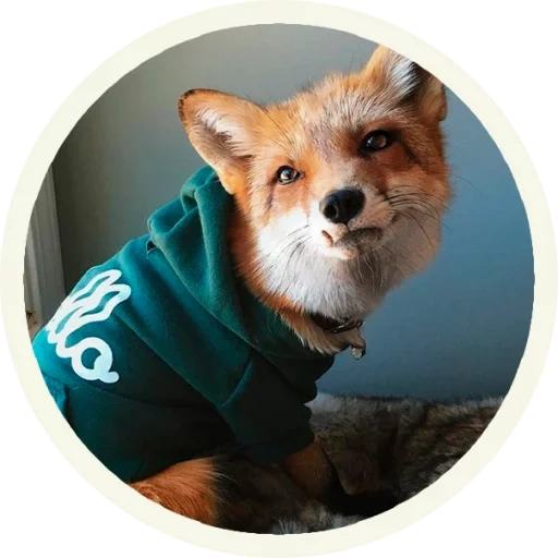 fox, renard renard, béret renard, juniper le renard, renard domestique