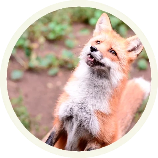 the fox, the fox, der fuchs der fuchs, red fox