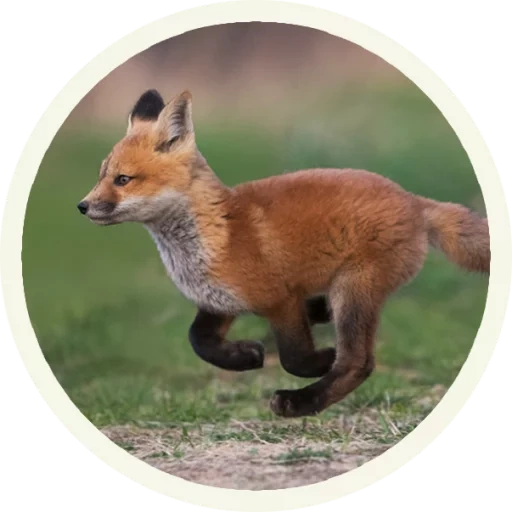 the fox, the fox, der fuchs der fuchs, the fox