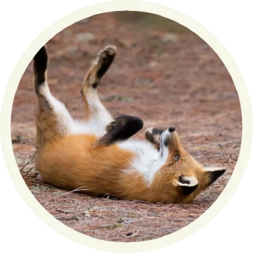 fox, fox fox, raposa vermelha, piada de raposa, raposa engraçada