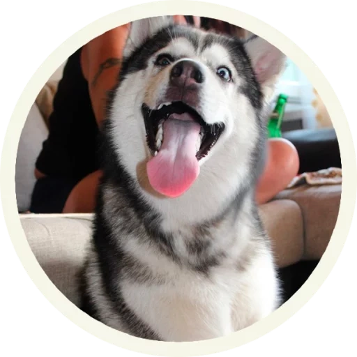 husky, husky, husky sibérien, husky d'alaska, luge d'alaska