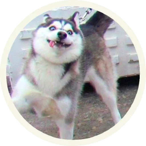 husky, husky, malamut, husky husky, variété husky