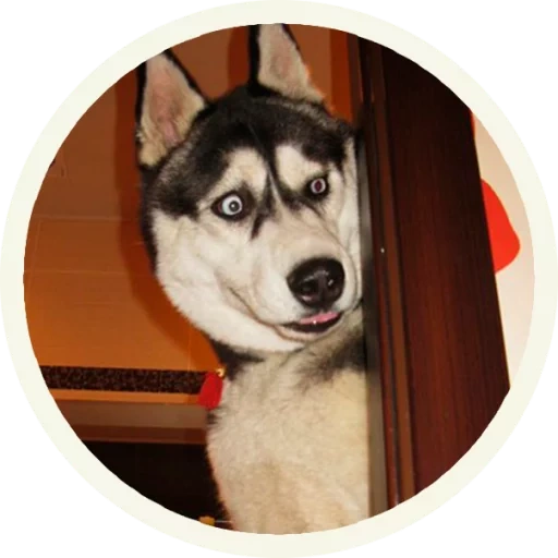 heiser, die rasse husky, husky hund, sibirischer husky, sibirischer husky ist böse