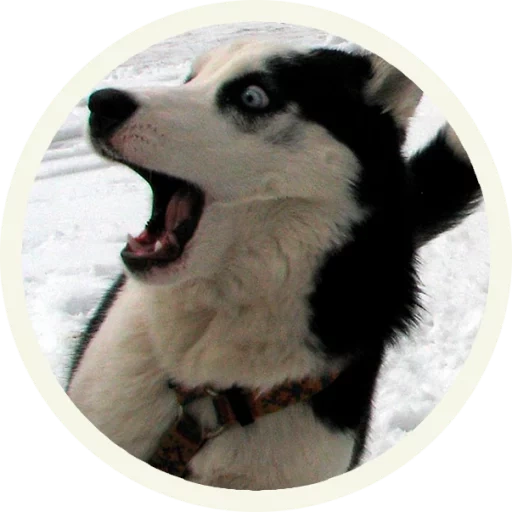 serak, howl of husky, anjing husky, profil husky, husky lucu