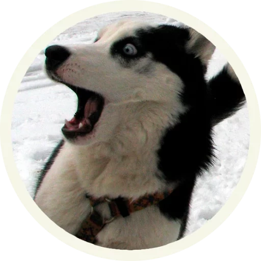 husky, uivo de husky, cachorro husky, perfil husky, husky é engraçado