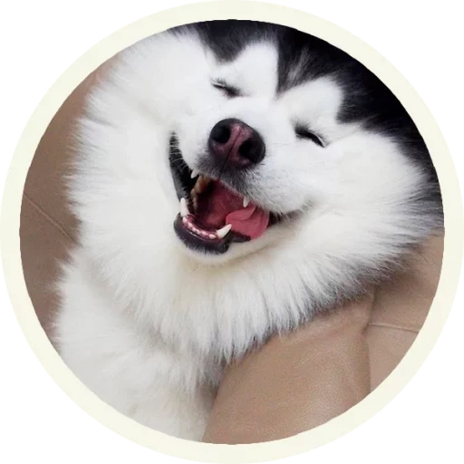 husky, husky dog, husky smile, husky smiles, dog smiles malamut