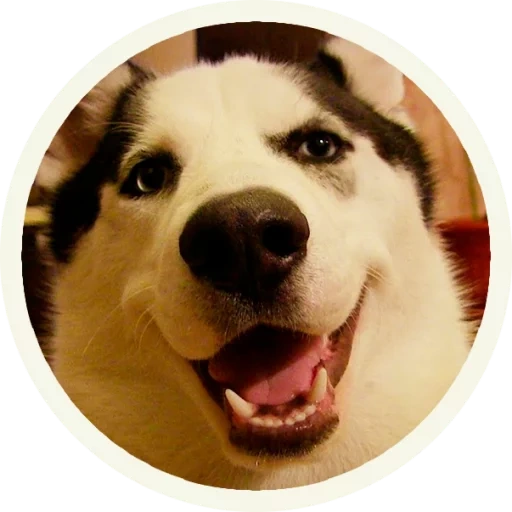 husky, watsapu husky, husky malamut, perro sonriente