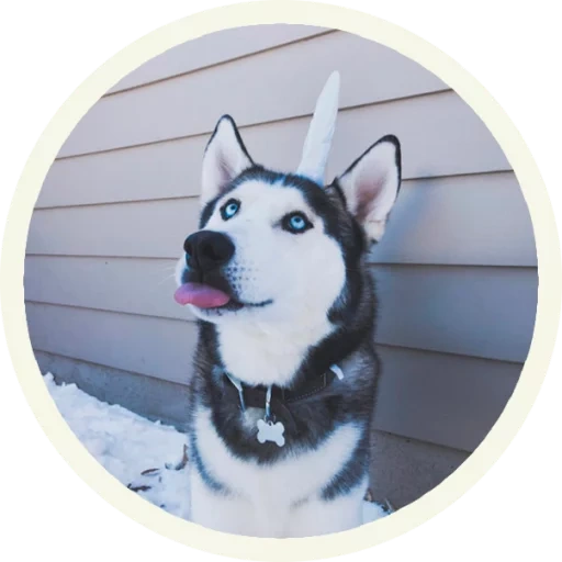 husky, husky, husky est drôle, husky sibérien, husky d'alaska