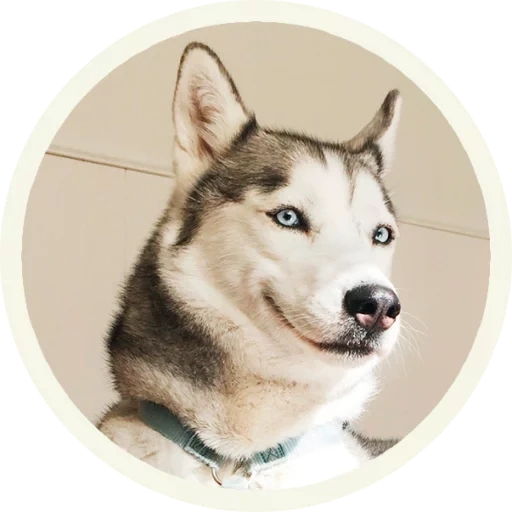 husky, cachorro husky, perfil husky, husky siberiano, husky husky husky