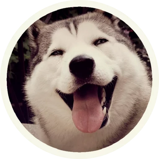 husky, husky malamut, husky smiley card, luge d'alaska, husky happy dog