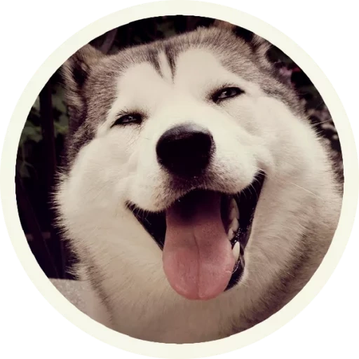 husky, husky malamut, husky smile, malamut alaskinsky, husky dog is joyful