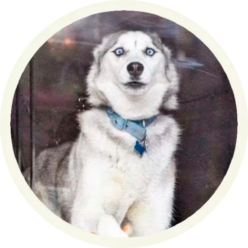 husky, malamut, husky, husky d'alaska, luge d'alaska