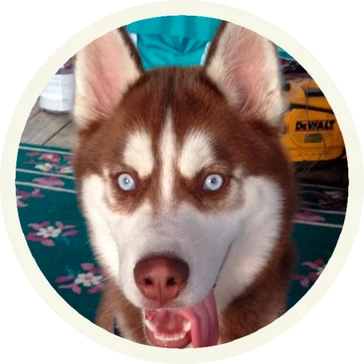 husky, husky husky, husky rouge, husky sibérien, husky d'alaska