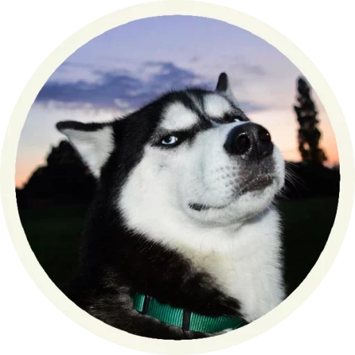 husky, morda husky, husky dog, siberian husky, dissatisfied husky