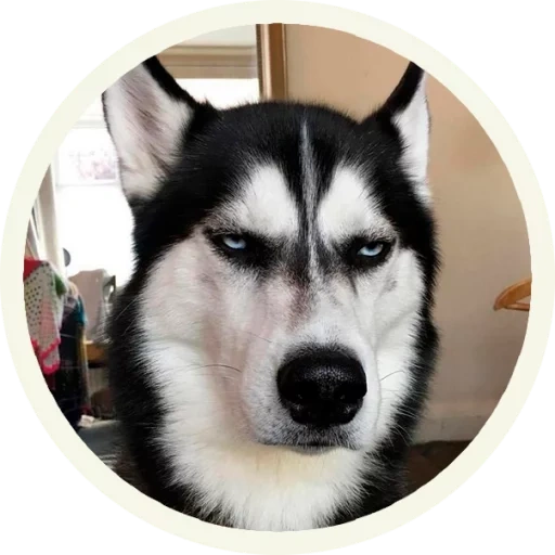 evil husky, husky husky, husky dog, alaskan husky, the dog of the husky suspect