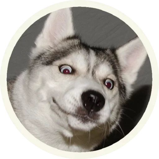 husky, husky husky, husky dog, dog smiling husky, the dog of the husky suspect