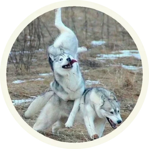 husky, husky wolf, cane husky, la razza di cani è husky, malamut husky samoyed