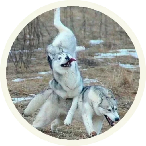 serak, serigala husky, anjing husky, jenis anjingnya serak, malamut husky samoyed