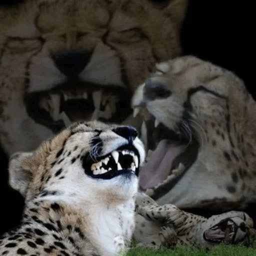 гепарды, гепард мем, гепард смеется, леопард смеется, забавные животные